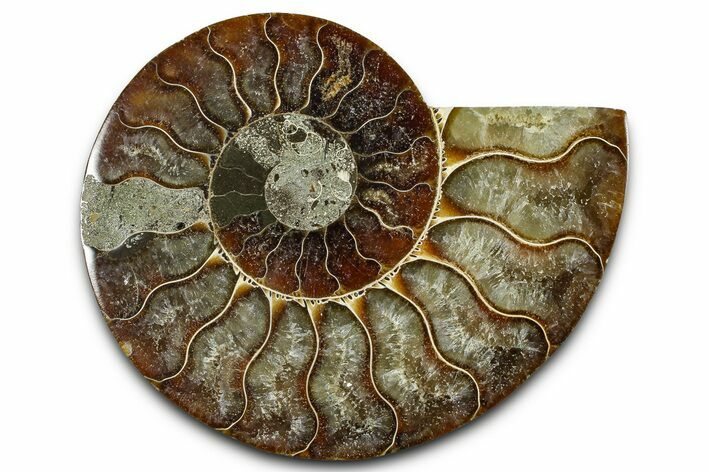 Cut & Polished Ammonite Fossil (Half) - Madagascar #377619